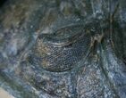 Huge Zlichovaspis Rugosa Trilobite #13905-4